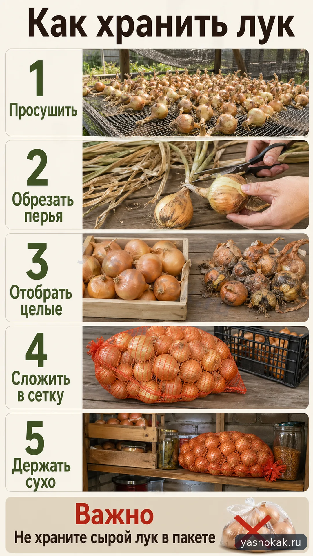 Как хранить лук после уборки