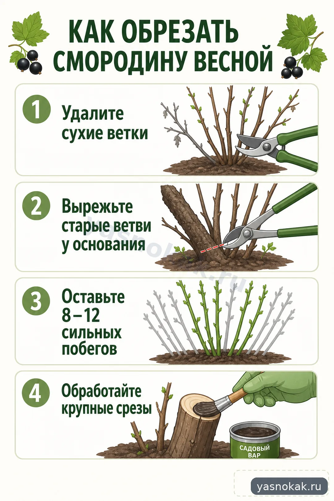 Схема: Как обрезать смородину весной