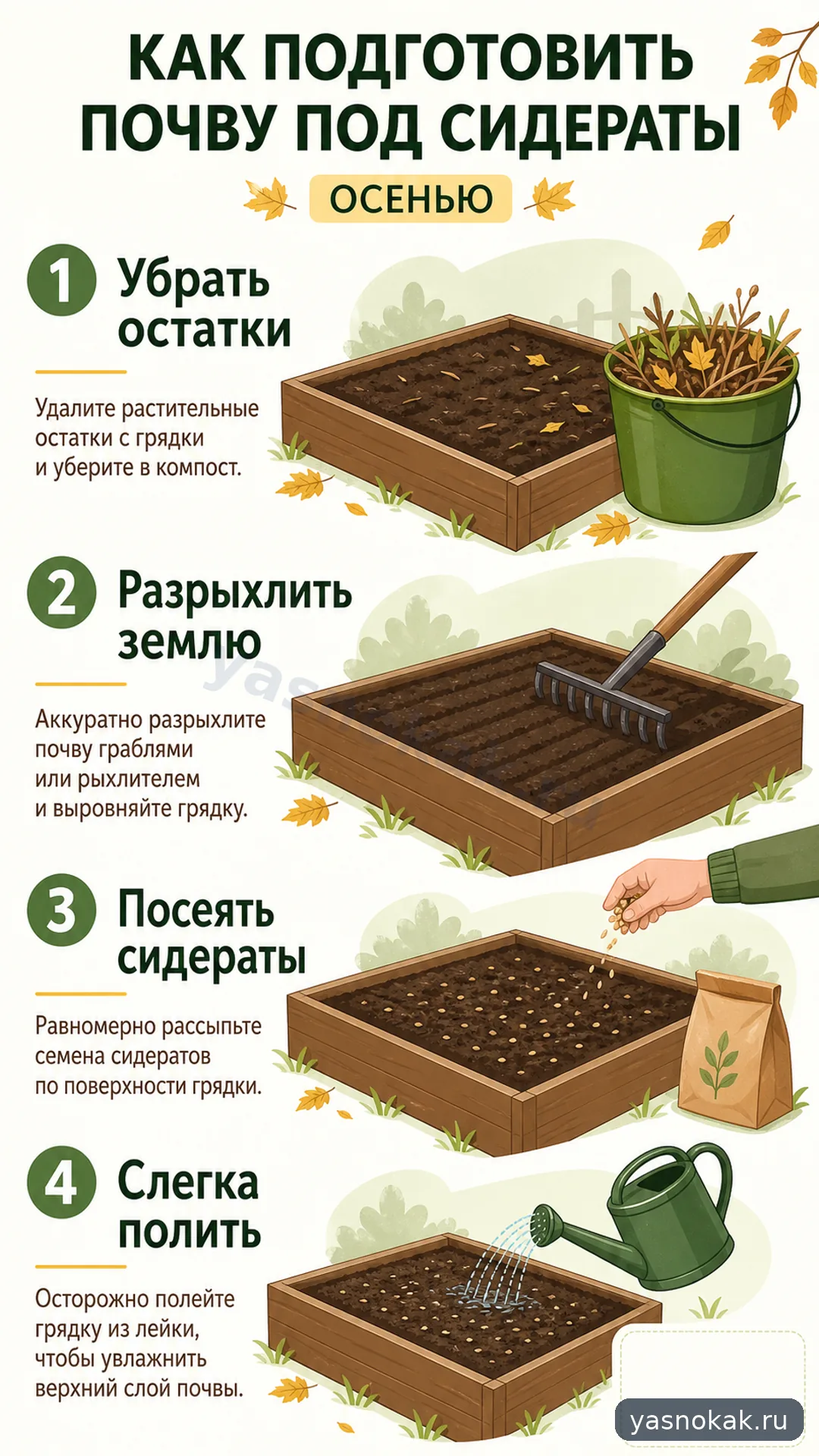 Схема: Как подготовить почву под сидераты осенью